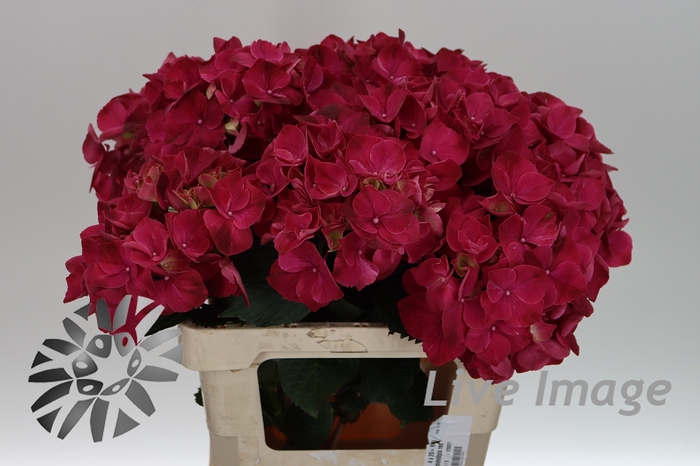 <h4>Hydrangea mag pink ruby</h4>