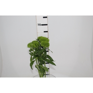 DIANTHUS GREEN BALL 050 CM