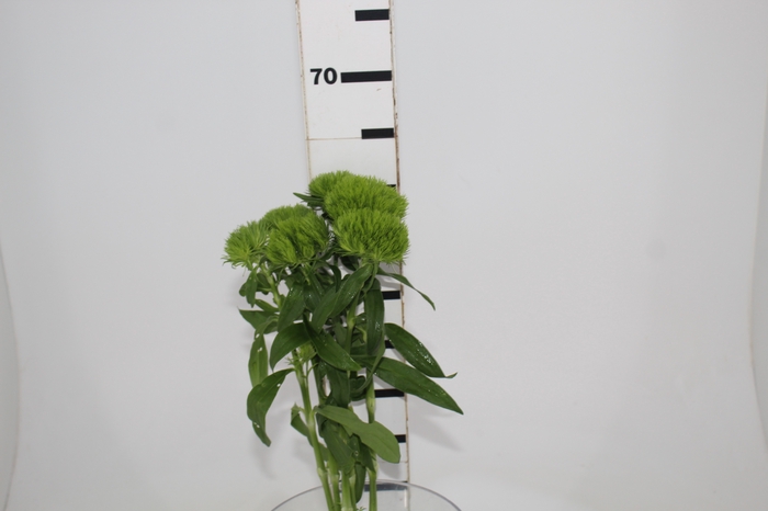 DIANTHUS GREEN BALL 050 CM