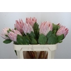 Protea Cynaroides