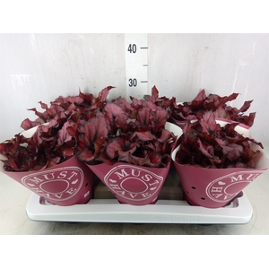 Begonia BD 'Beleaf Amber Love'