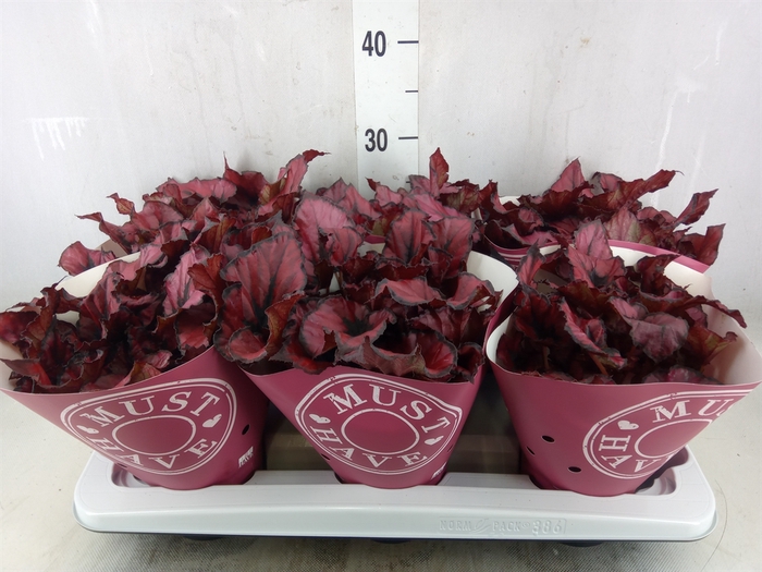 <h4>Begonia BD 'Beleaf Amber Love'</h4>
