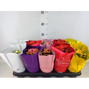 Kalanchoe blos. 'Perfecta'  ..mix 5