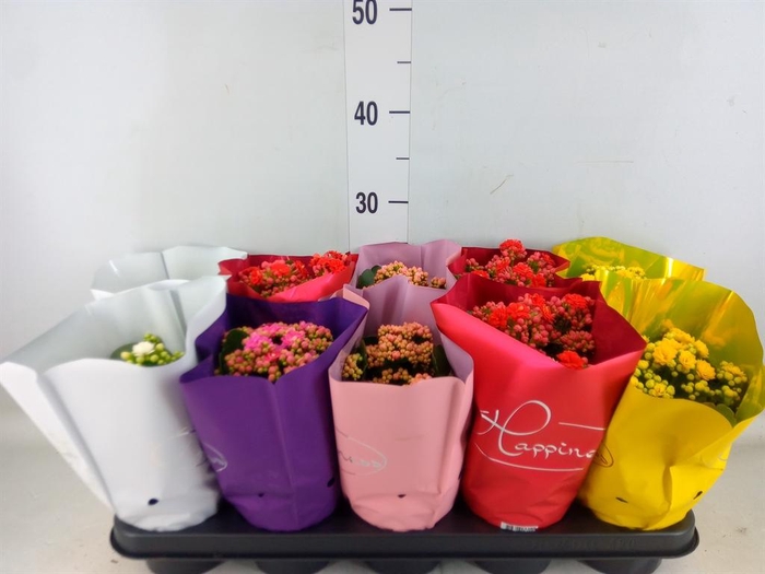 <h4>Kalanchoe blos. 'Perfecta'  ..mix 5</h4>