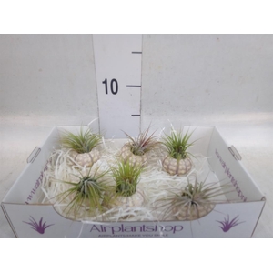 Tillandsia
