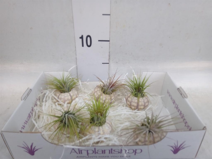 <h4>Tillandsia</h4>