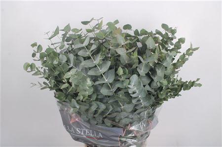 <h4>Euc Cinerea Per Bunch 300 Gram</h4>