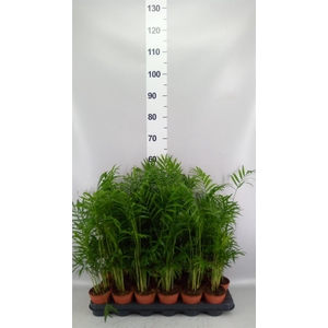 Chamaedorea elegans