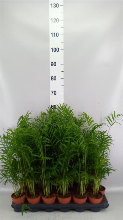 <h4>Chamaedorea elegans</h4>
