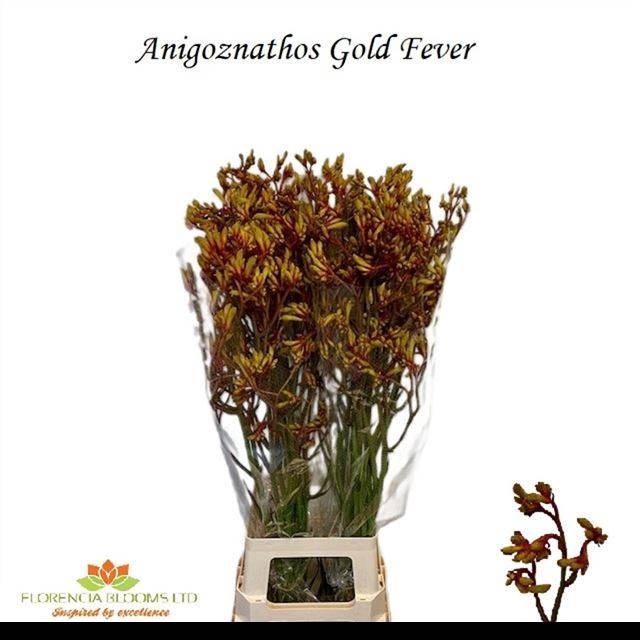 <h4>ANIGOZ GOLD FEVER</h4>