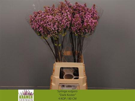 <h4>Syr V Dark Koster</h4>