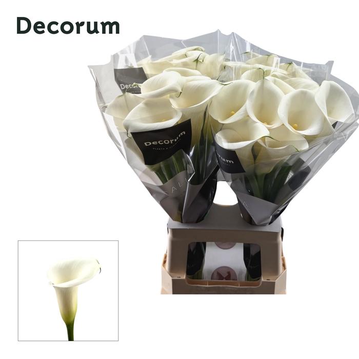 <h4>Calla Ivory Art Future</h4>