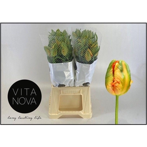 TU PA AVIGNON PARROT