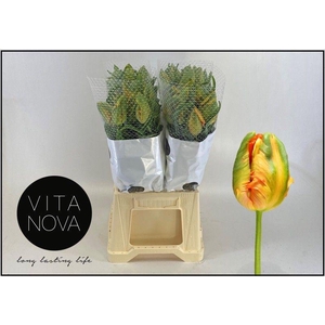 TU PA AVIGNON PARROT