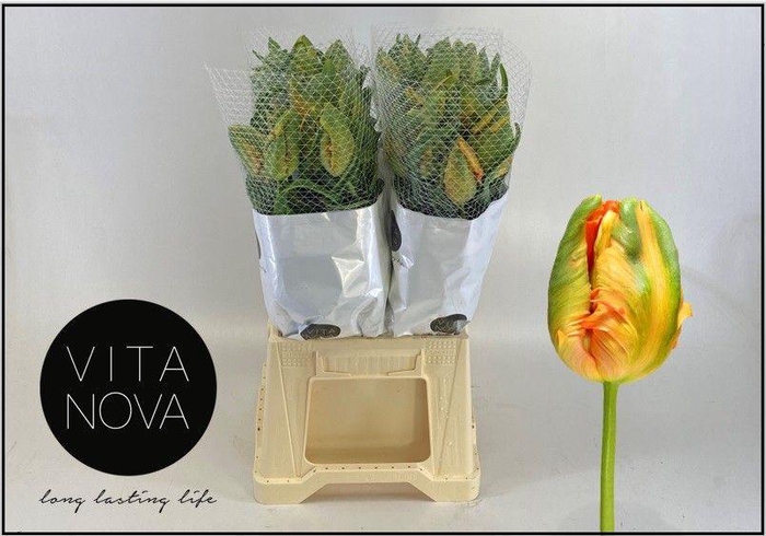 <h4>TU PA AVIGNON PARROT</h4>