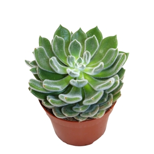 Echeveria Green Velvet