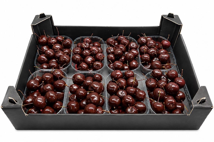<h4>Waxmalus Choco</h4>