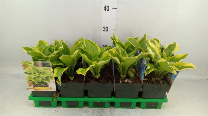 <h4>Hosta fortunei</h4>