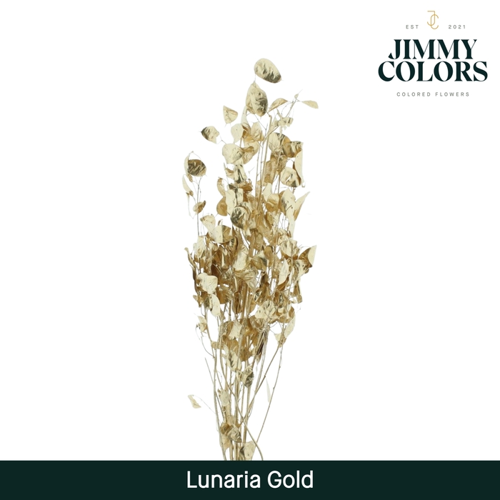 Lunaria gebleekt Goud