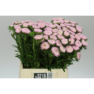 Callistephus Jules Pink