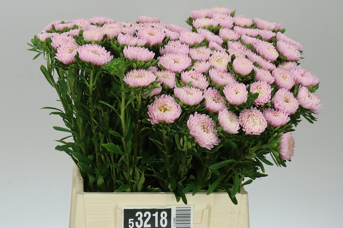 <h4>Callistephus Jules Pink</h4>