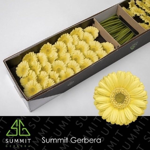 GE MI LEMON ICE