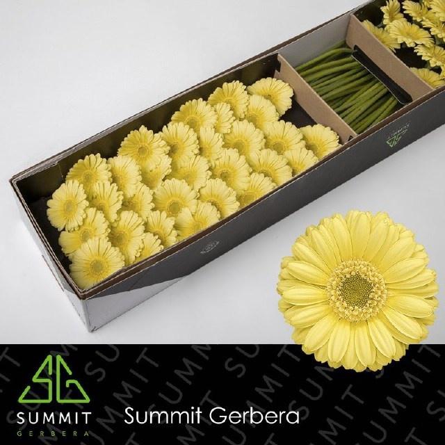 <h4>GE MI LEMON ICE</h4>