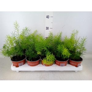 Asparagus dens. 'Sprengeri'