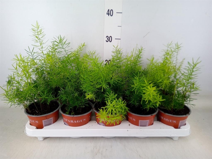 <h4>Asparagus dens. 'Sprengeri'</h4>
