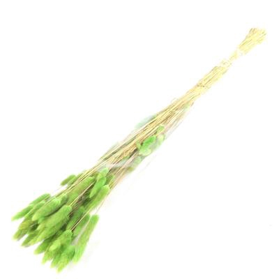 <h4>Df Lagurus Bs 50g/70cm Green</h4>