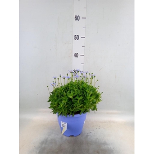 Felicia amell. 'Felicitara Blue'