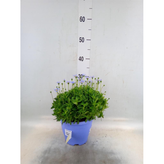 <h4>Felicia amell. 'Felicitara Blue'</h4>