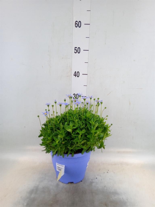 <h4>Felicia amell. 'Felicitara Blue'</h4>