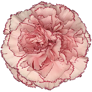 <h4>DIAN.ST. Mariposa</h4>