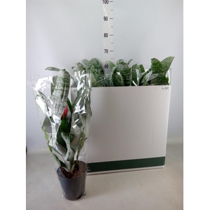 Aechmea fasciata 'Primera'