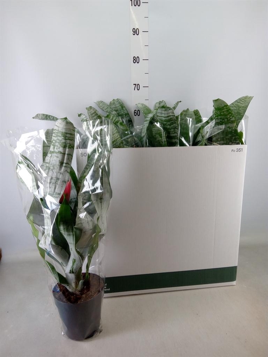 <h4>Aechmea fasciata 'Primera'</h4>