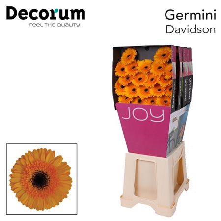 <h4>Ge Mi Davidson Diamond</h4>