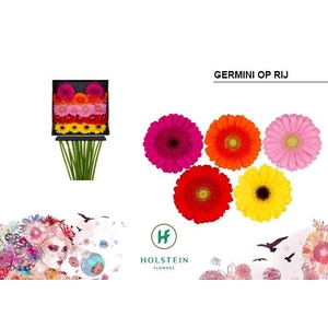 Germini Mix Op Rij Diamond Per Kaart