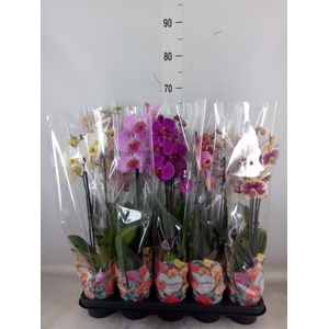 Phalaenopsis   ...