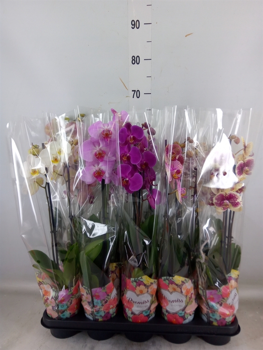 <h4>Phalaenopsis   ...</h4>