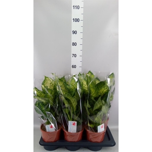Dieffenbachia  'Compacta'