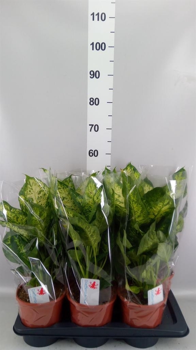 <h4>Dieffenbachia  'Compacta'</h4>