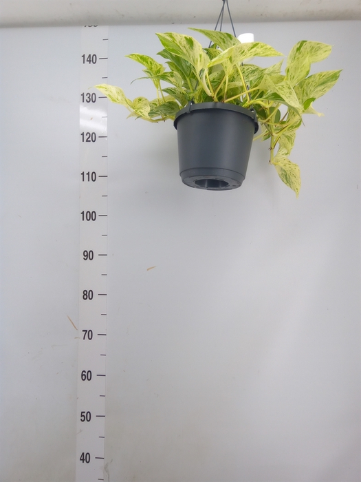 <h4>Epipremnum pinn. 'Marble Queen'  HG</h4>