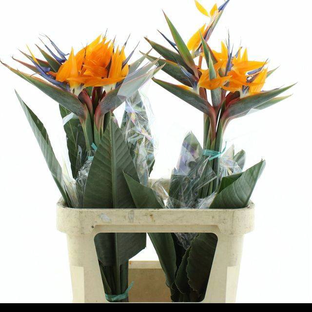 <h4>STREL REGINAE BLOEM</h4>