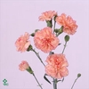 Rosa spray wedding party