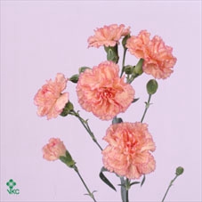Rosa spray wedding party