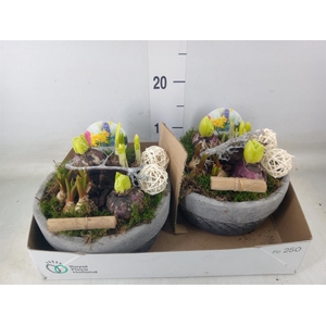 Arr.   Bol/Knolgewas L%