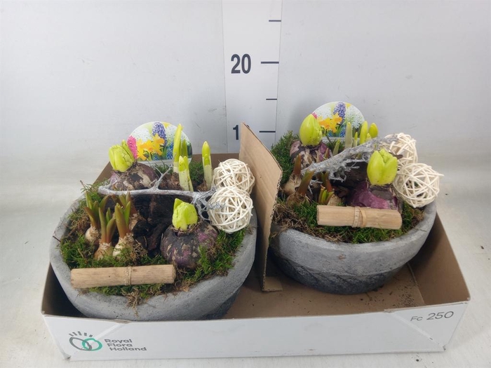 <h4>Arr. Bol/Knolgewas L%</h4>