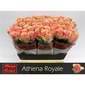 R Gr Athena Royale
