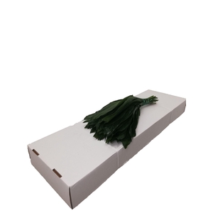 Aspidistra elat.   .../bos